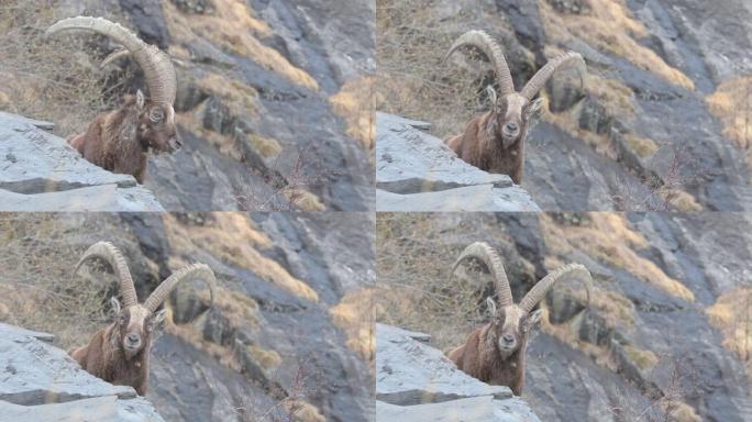 秋季的高山ibex雄性 (Capra ibex)