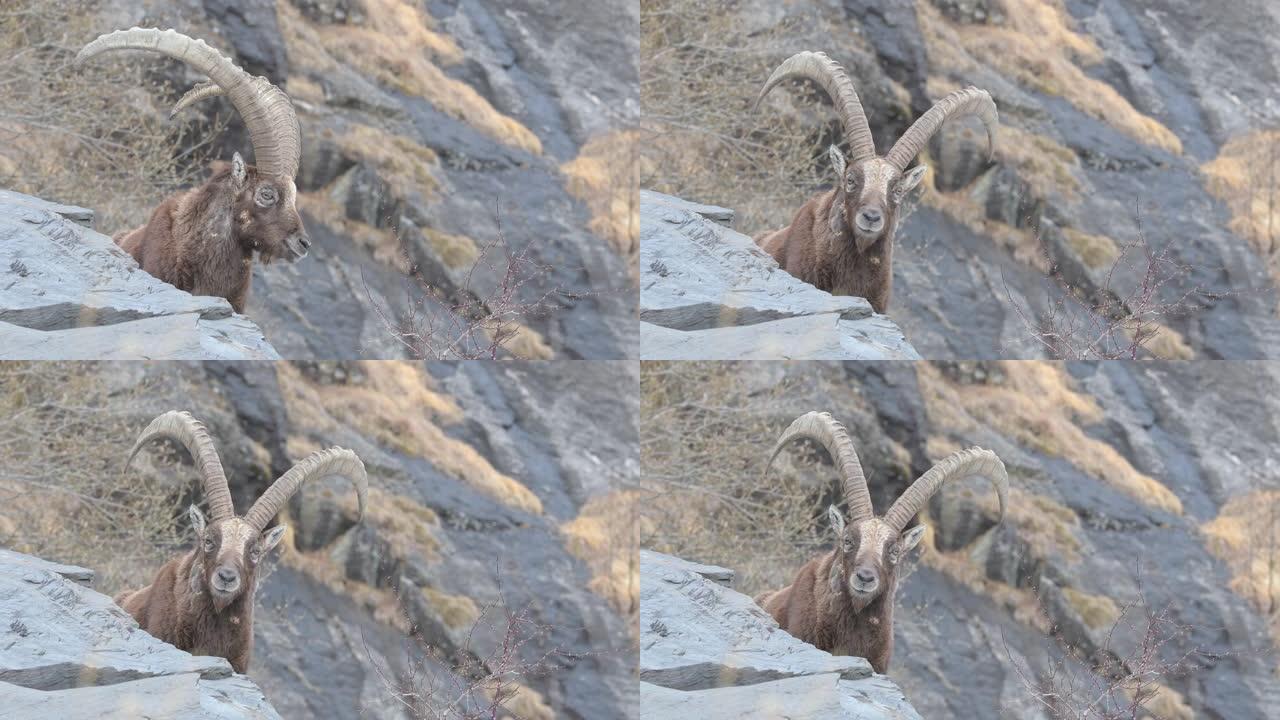 秋季的高山ibex雄性 (Capra ibex)