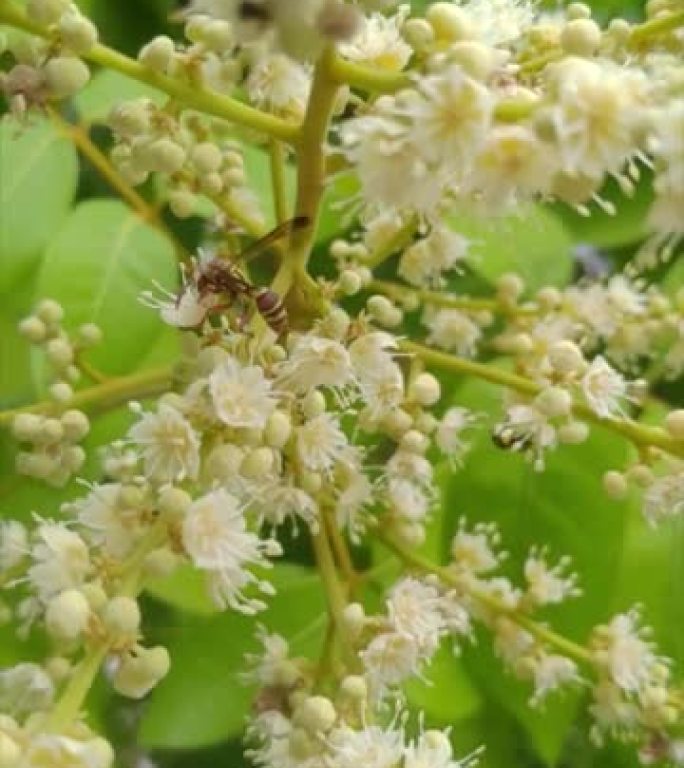 蜜蜂和蜂巢对龙眼的授粉