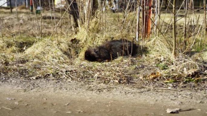 一只流浪的黑猫饿着肚子睡在草地上