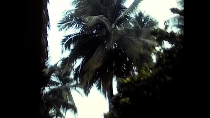 80年代马尔代夫日落时的棕榈树