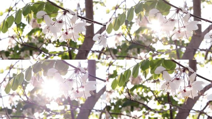 背景模糊的花朵