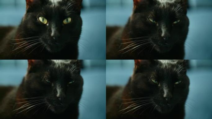 黑猫家养猫特写实拍
