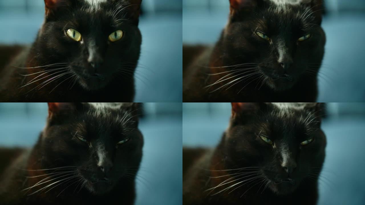 黑猫家养猫特写实拍