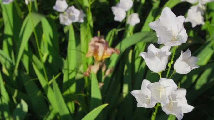在明亮的夏日，风中风月在花园里摇摆。在户外生长的白色花手铃 (Campanula的拉丁文，Campa