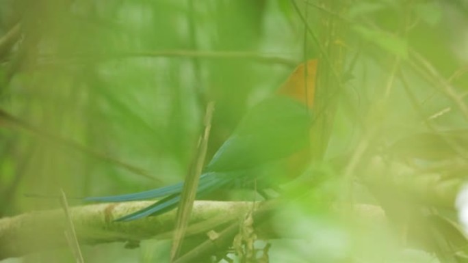 巴拿马鲁福斯·莫特 (Rufous Motmot)