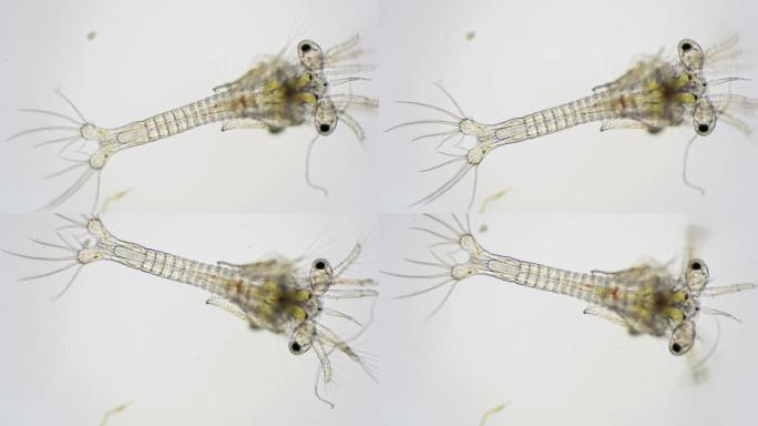 南美白对虾的Zoea阶段在光学显微镜下，对虾的幼虫在显微镜下，对虾，白对虾，无节幼体，zoea，幼虫