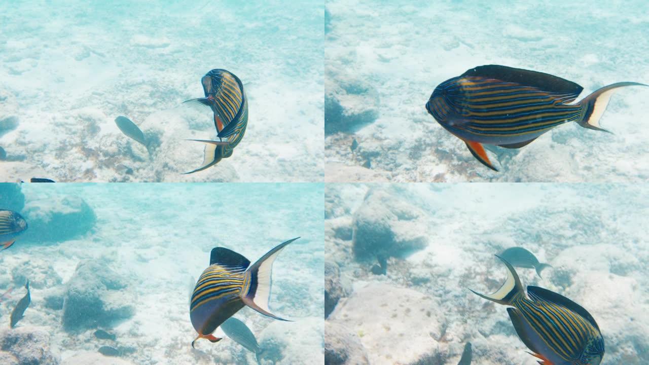 衬线鱼，Acanthurus lineatus，在马尔代夫热带海域的浅水区游泳