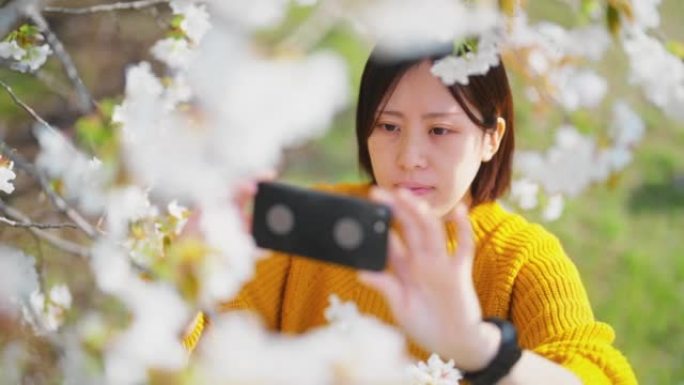 年轻女子用智能手机在大自然中拍摄樱花樱花树的照片