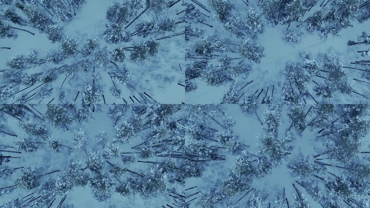无人机飞过神话般的冬季森林，雪躺在树的顶部和树枝上。美丽的冬季景观在北部的针叶林中，树木被霜冻覆盖。