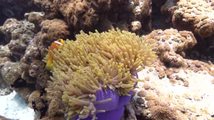 海底有两只橙色小丑鱼的水下热带海葵