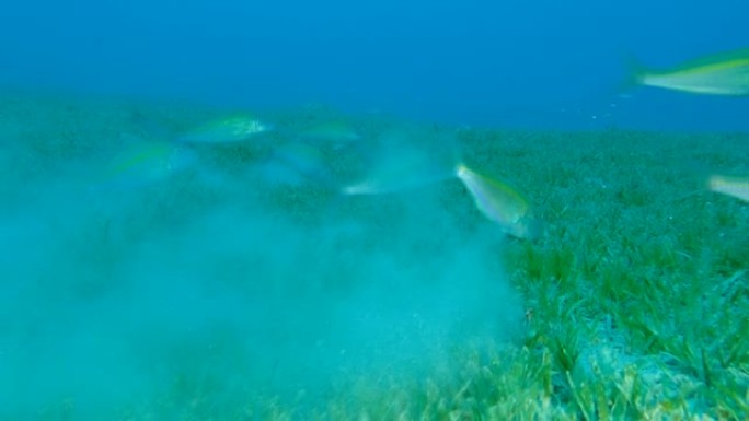 慢动作，山羊鱼的浅滩在覆盖着绿色海草的海床上觅食。黑马鞍山羊鱼或两盆山羊鱼-冬凌草。埃及红海