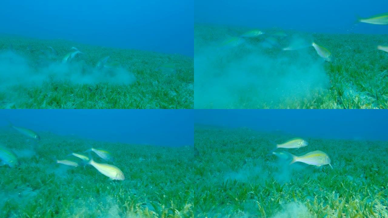 慢动作，山羊鱼的浅滩在覆盖着绿色海草的海床上觅食。黑马鞍山羊鱼或两盆山羊鱼-冬凌草。埃及红海
