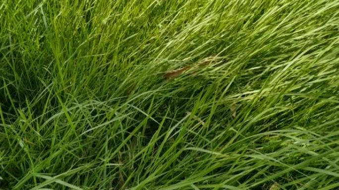 芦苇绿草运动和风背景自然纹理