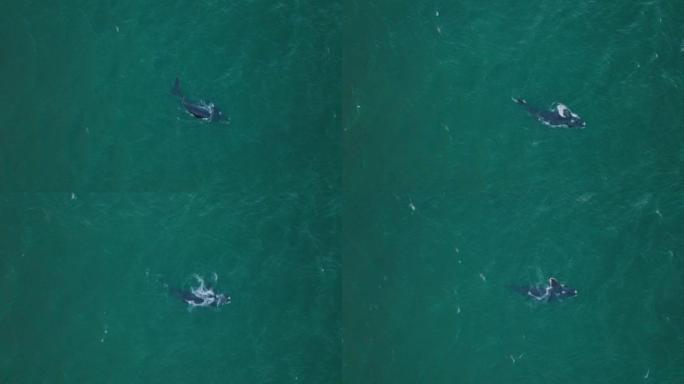 鲸鱼停留在水面的高角度视图。自然栖息地动物的鸟瞰图
