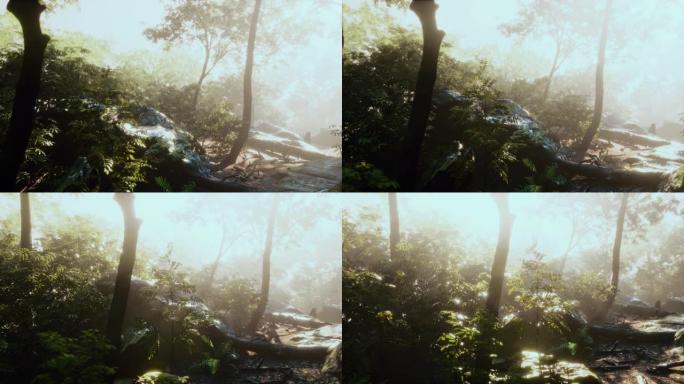 雾蒙蒙的丛林雨林中的高湿度