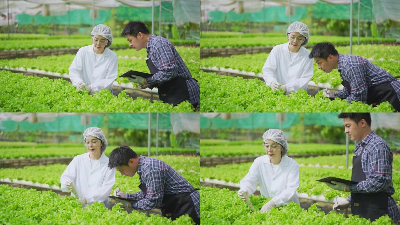 亚洲女性科学家和亚洲男性农民共同努力，在温室实验中检查水培植物中的有机蔬菜实验结果。