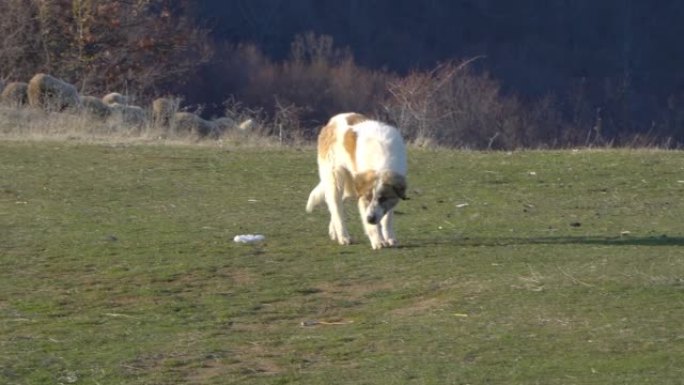 牧羊犬在草地护羊