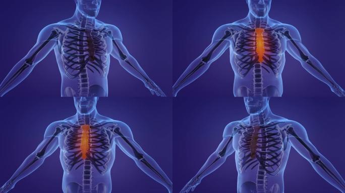 展示胸骨和肋骨的人体解剖学动画