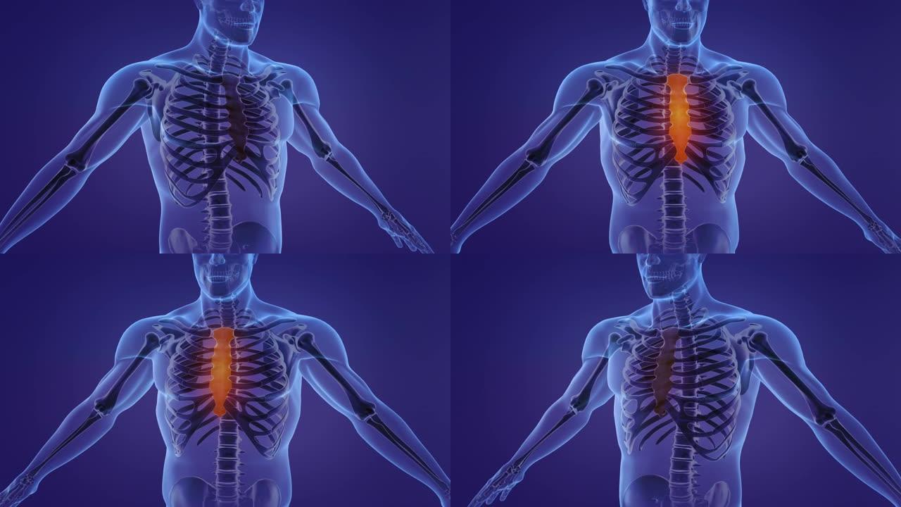 展示胸骨和肋骨的人体解剖学动画
