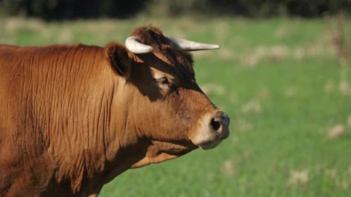 利穆赞是法国肉牛品种。