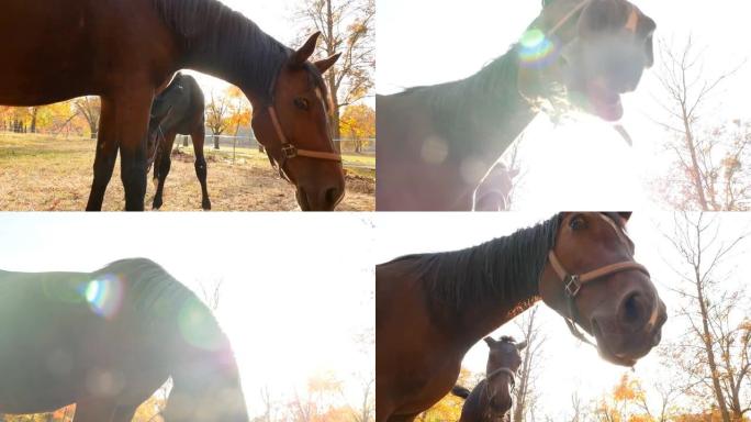 一匹漂亮的马正看着镜头。头部的特写。太阳的明亮光线。美丽的地方。风景如画的日落。慢动作