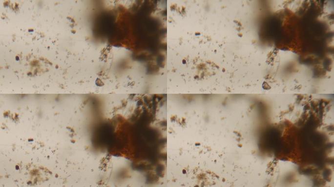 在学校班级的实验室时间里，用光学显微镜观察到的沙子和淤泥沉积物准备移动的微生物