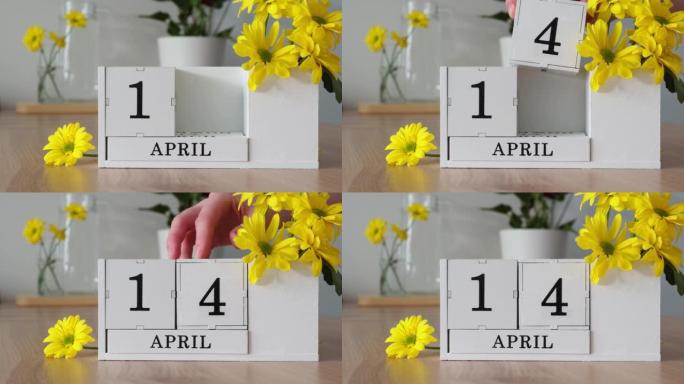 春季月份4月14日。女人的手翻过一个立方历法。黄色花朵旁边的桌子上的白色万年历。在一个月内更改日期。