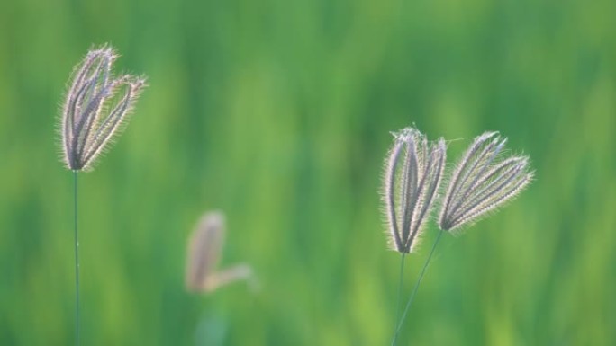 芦苇草花