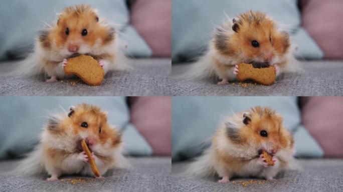 可爱的红色仓鼠坐在沙发上吃饼干