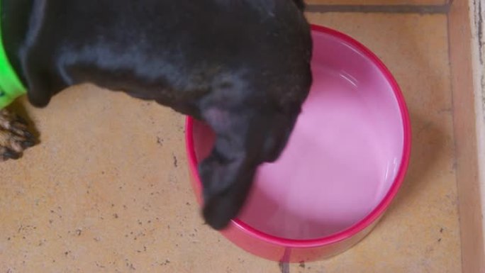 光滑头发的腊肠犬，长耳朵穿着绿色t恤，在瓷砖地板上的空粉色盘子里嗅着寻找狗食