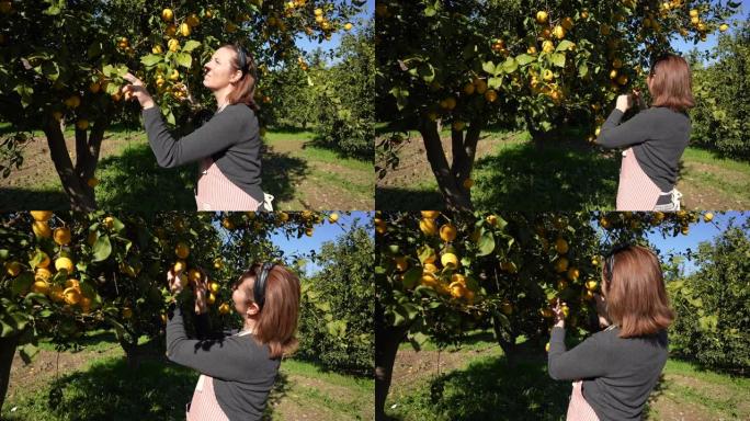 女农夫从柠檬园的树上摘柠檬。
