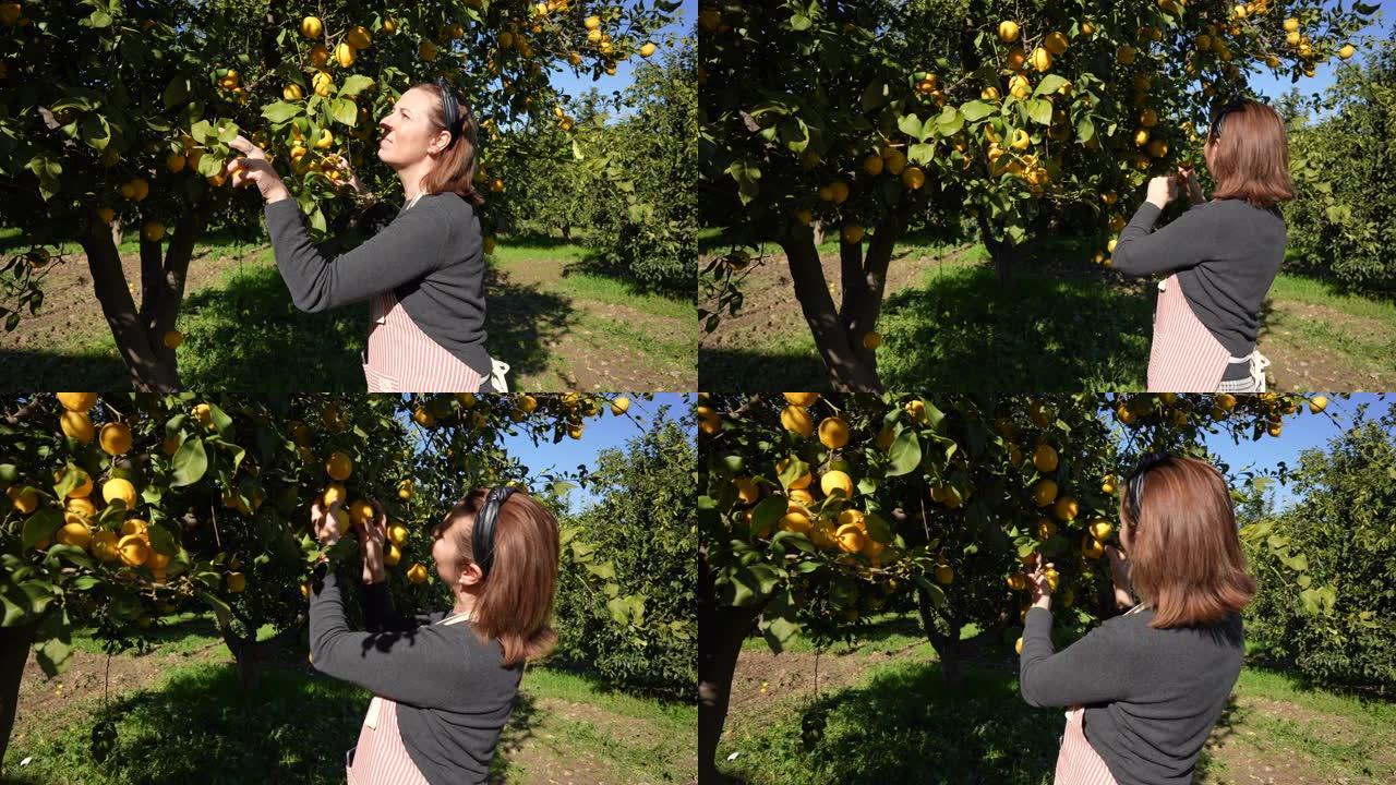 女农夫从柠檬园的树上摘柠檬。