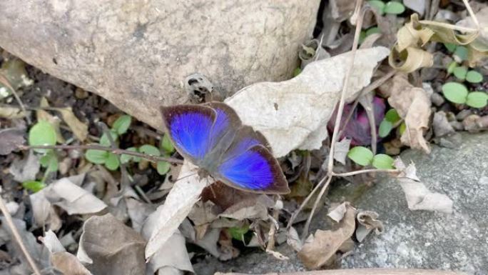 Narathura japonica展开其美丽的蓝色翅膀的特写镜头。灰蝶在日本。