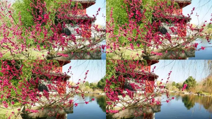 在靠近水的池塘上，日本木瓜或日本木瓜的鲜红色春季盛开的宏观