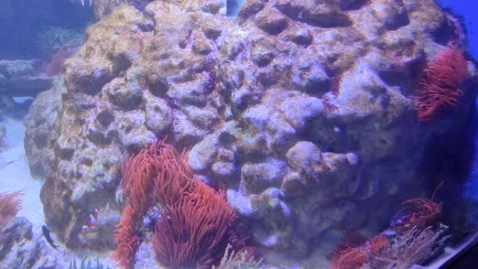 那不勒斯-动物站水族馆中的海葵