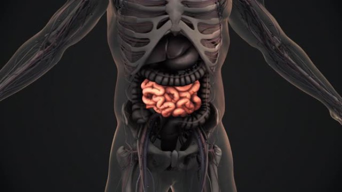 人体小肠解剖动画