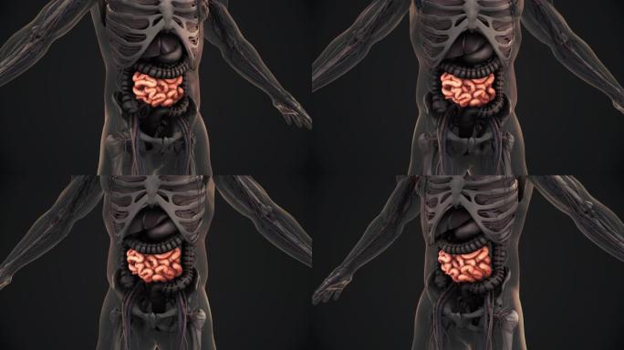 人体小肠解剖动画