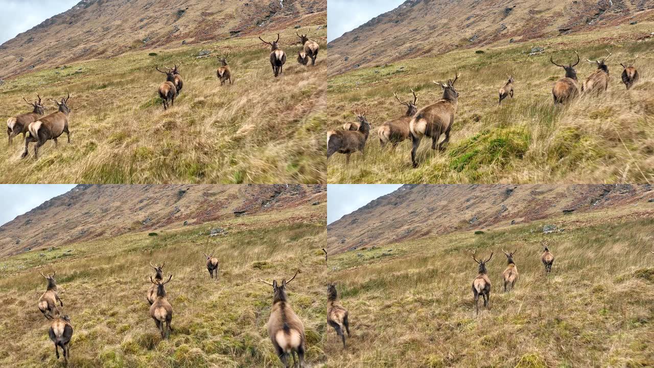 在苏格兰的山区奔跑的马鹿鹿群