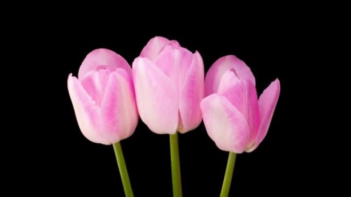 粉红色郁金香花朵开放的时光倒流