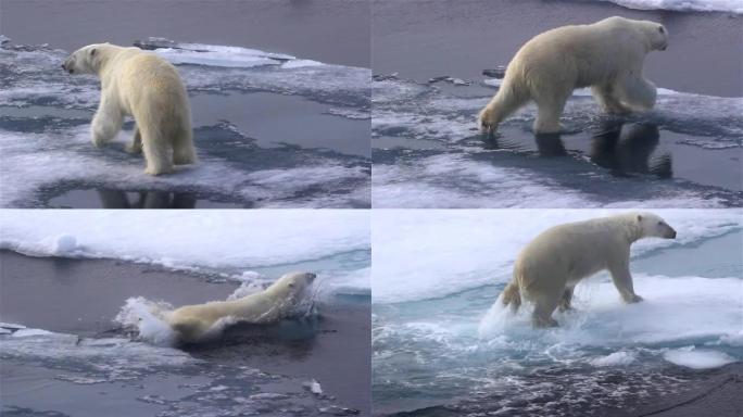 北极熊穿越冰流，北冰洋，斯瓦尔巴群岛之间的海渠