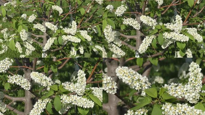 春天早晨的鸟樱花 (拉丁语。Prunus padus)