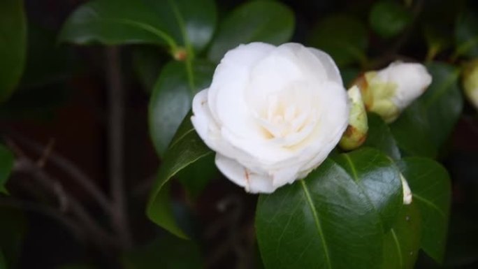 春天时植物上盛开的白色山茶花。