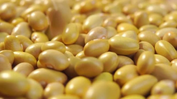 生金丝雀 (秘鲁) 黄豆。慢动作落下的干秘鲁豆科植物。宏