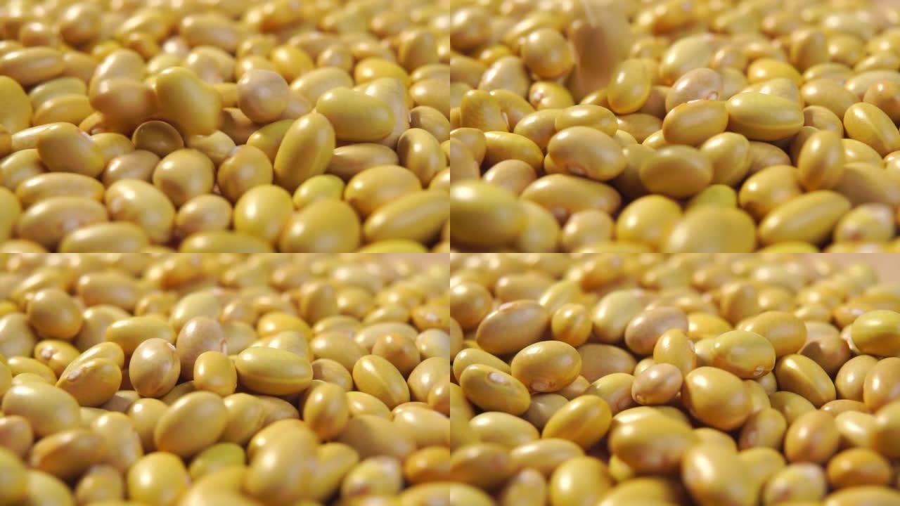 生金丝雀 (秘鲁) 黄豆。慢动作落下的干秘鲁豆科植物。宏