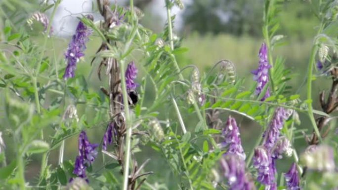 大黄蜂在夏日的草地上的野花，收集蜂蜜或花蜜，花花粉。多风阳光明媚的夏日
