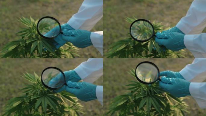 用手套和放大镜关闭科学家的手，检查年轻的植物大麻，用于草药替代药物和cbd油生产。