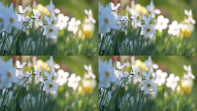 春天阳光花园盛开的白色嫩水仙花