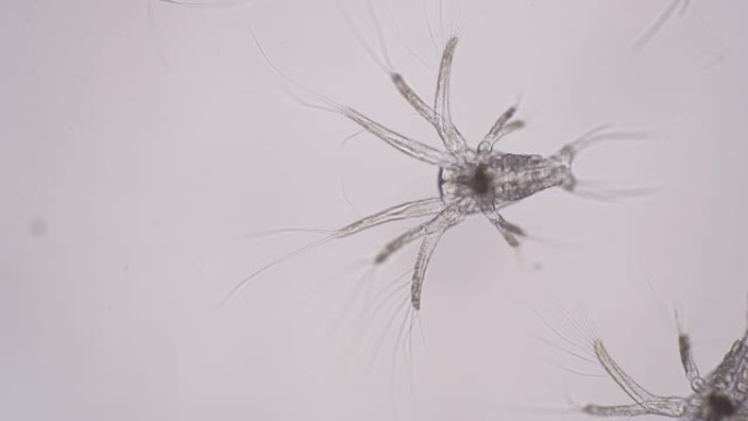 南美白对虾的无节幼体阶段在光学显微镜下，对虾的幼虫在显微镜下，对虾，白对虾，无节幼体，无节幼体，幼虫