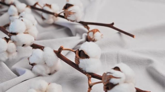 棉花的树枝上有美丽的郁郁葱葱的花朵，背景是浅灰色或白色的褶皱织物。棉纺织品质地，织物行业。天然棉，有